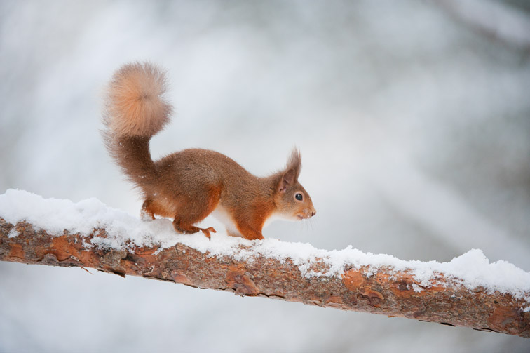 Red squirrel (Sciurus vulgaris) on pine branch in snow, Scotland, December